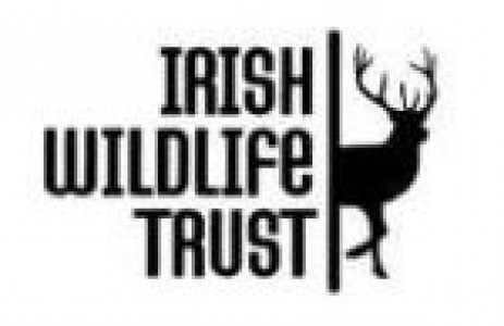 irishwildlife
